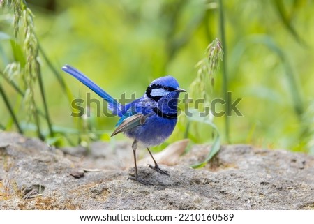 Splendid fairy wren is standing and looking for female wren in Perth, Western Australia Royalty-Free Stock Photo #2210160589