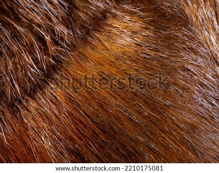 Abstract texture of fox fur with long pile on dark brown background. 