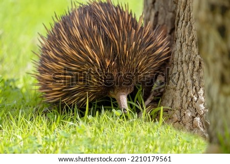 Cute echidna is standing next to a tree and looking at us curiously