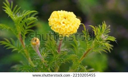 Marigold flower in a garden in the morning