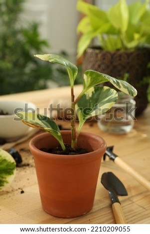 Houseplants and gardening tools on wooden table