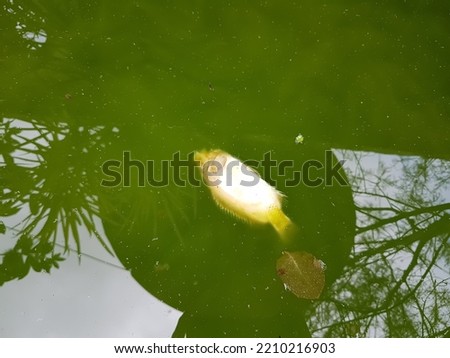 Ornamental fish die and float in the pond.