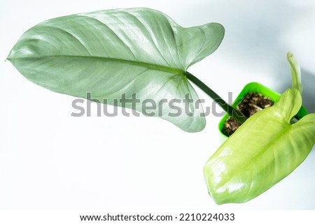 Philodendron Silver Queen close-up in the interior. Houseplant Growing and caring for indoor plant Royalty-Free Stock Photo #2210224033