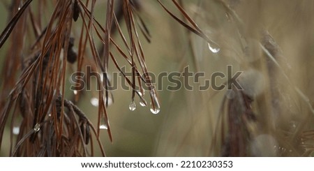 Dew drops on pine needles, autumn in forest brown and yelow background. Water drops on pine needles in autumn forest.