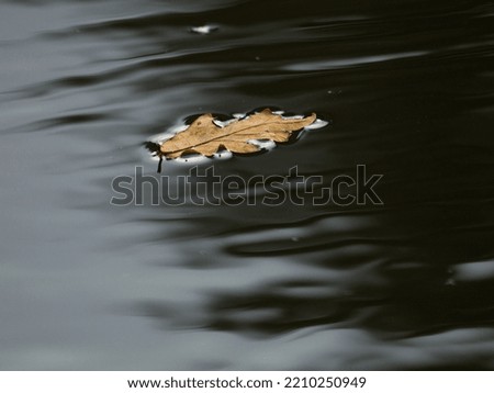 Oak leaf in water on a autumn time. Autumn by the lake.