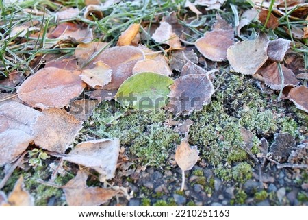 green moss, yellow foliage, fallen leaves, frost on the leaves,
