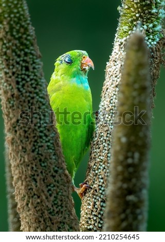 Close-up of parrot perched on Millet paddy...