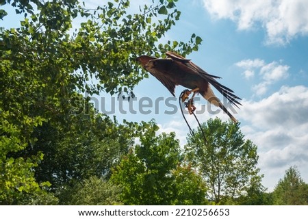 Bird of prey flying. Cabárceno Nature Park, Cantabria, Spain.