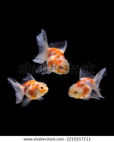 golden fish tank aqurium for decorate