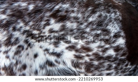 Beautiful spotted fur close-up. Texture of brown animal wool. Dog fur. Royalty-Free Stock Photo #2210269953
