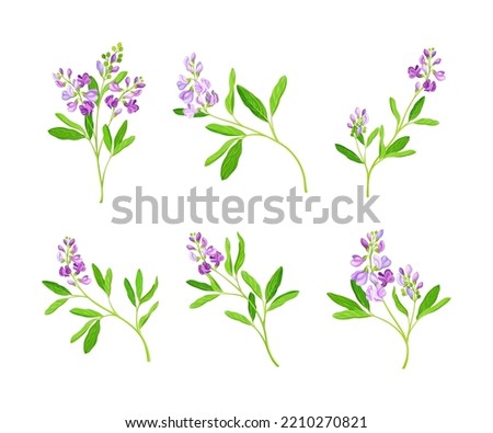 Alfalfa or Lucerne Healing Flower with Elongated Leaves and Clusters of Small Purple Flowers Vector Set Royalty-Free Stock Photo #2210270821