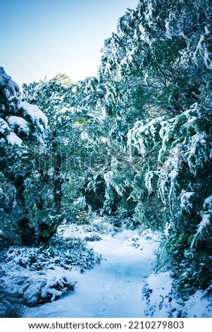 Winter wonderland landscape. Narrow trail between evergreen trees and shrubs, thick snow over everything