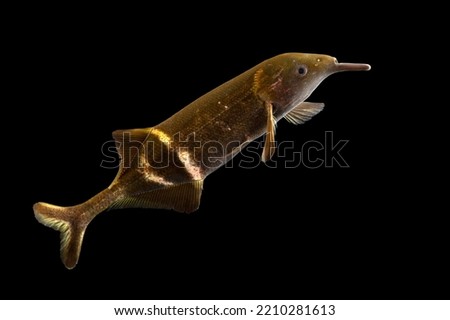 An elephant nose fish and black background 