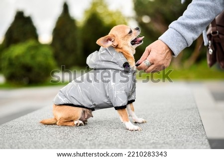 chihuahua in dog clothes walks in the park
