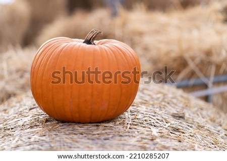 A small orange pumpkin for Halloween is lying on a bale of straw. Harvesting the autumn harvest of vegetables. Small depth of field, blurry background.