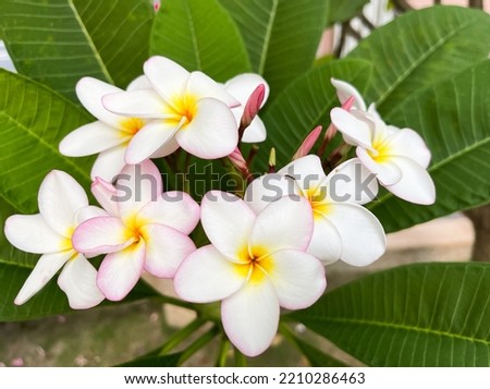 plumeria flowers blooming in nature flowers in tropical garden
