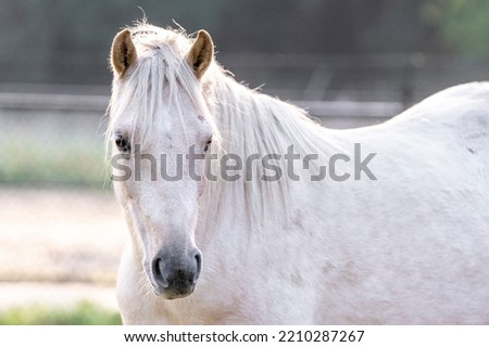 Cute little Palomino Welsh pony in beautiful morning light 