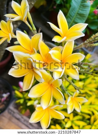 Yellow plumeria flowers blooming in nature flowers in tropical garden