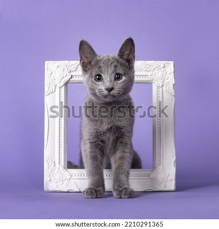 Sweet curious Russian Blue cat kitten, standing through picture frame facing front. Looking towards camera. Isolated on lilac pastel purple background.
