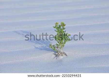 Tender green shot on the white sand desert - Socotra island