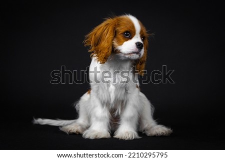 portrait of a small puppy