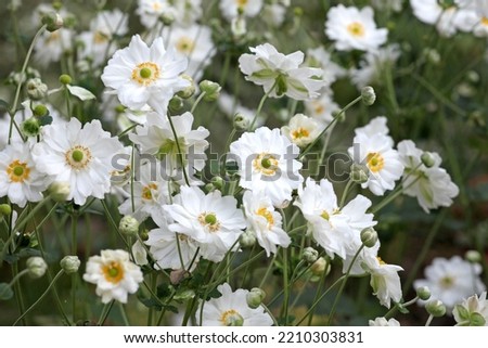 Japanese anemone 'Whirlwind' in flower.  Royalty-Free Stock Photo #2210303831