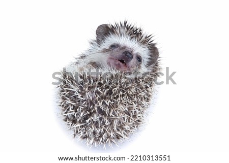 Cute baby hedgehog sleeping isolated on white background, Baby hedgehog sleeping on white background, Baby hedgehog closeup