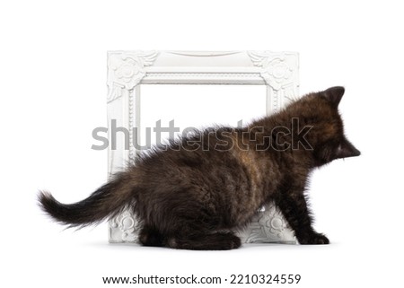Very tiny curious little tortie British Shorthair cat kitten, playing with picture frame. no face. Isolated on a white background.