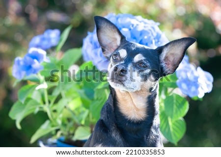 Dog, toy terrier lying in juicy green grass and blue flowers. High quality advertising stock photo. Pets walking in the summer
