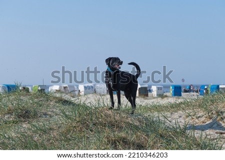 Black dog standing on the Dunes at the beach in Norddeich