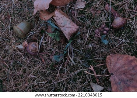 autumn leaves and acorns on the ground background composition pattern dolly shot