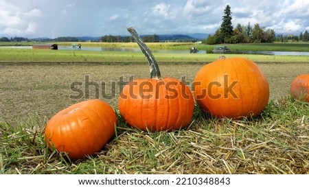 Picture of pumpkin patch, fall season, pumpkins