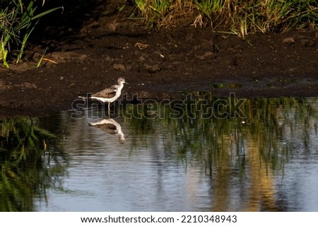 A bird fishing in a pond with reflection