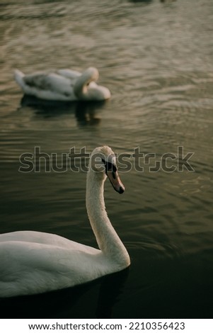 Swan bird in River lake