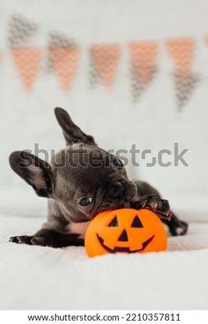 Happy beautiful gray pet doggy sitting on white bed celebrates Halloween. Young French bulldog with blue eyes spending time with pumpkin toy Jack lantern for hallows eve at bedroom decorated for party