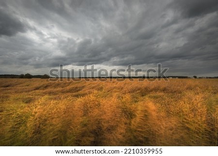 Dark storm clouds above the golden agricultural field and forest. Overcast day, rain, wind. Idyllic rural scene. Baltic nature, seasons, environmental conservation, ecology. Panoramic scenery