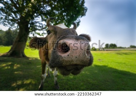 Close-up of a funny image of the nose and mouth of a cow, the head is raised up, showing the nostrils and ears out on a green field against the background of a large tree on a sunny summer day