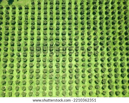Close-up view from a drone of a plantation of walnut trees on a sunny day. Hazelnut tree plantation, drone view