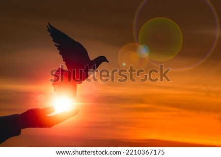 silhouette bird flying for freedom enjoying nature on sunset background from an open hand, freedom and peace concept, bird released from hand, bird set free.