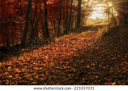 Enchanted Autumn Forrest Sunset. Sunrays in October. Golden Colors of the Fall. Lovely Evening Picture