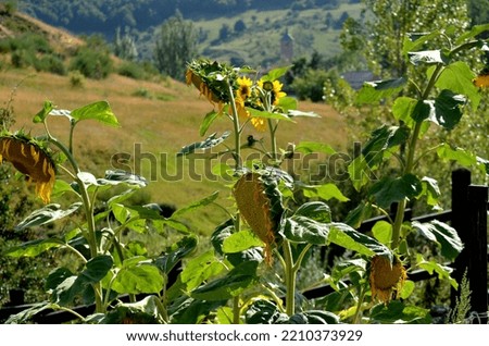 Sunflowers with slightly out of focus background