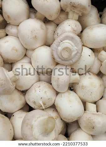 Photo of background with white champignons