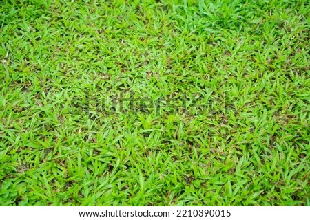 grass field background, green nature
