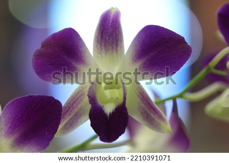 Beautiful purple orchid flower. isolated bokeh background. Cppktown Orchid. Dendrobium bigibbum. 