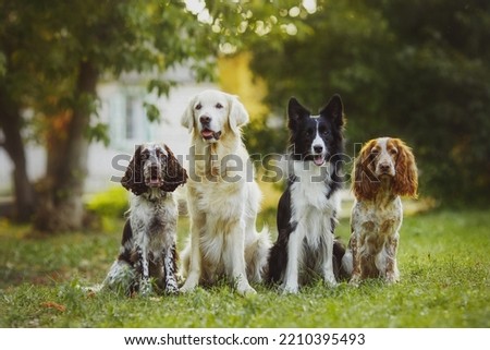 dog pet Golden Retriever Spaniel Border Collie portraitin the park	
 Royalty-Free Stock Photo #2210395493