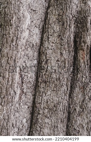 Texture of the bark in the forest. Closeup stock photography.                                         