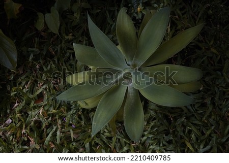Green colorful Furcaria Plants or Furcraea foetida plant Dragon tree