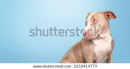 Large dog with blue background. Side profile of senior dog looking guilty sad or ashamed. Side profile of 10 years old female American Pitbull terrier, silver fawn color. Selective focus. Copy space. Royalty-Free Stock Photo #2210414773