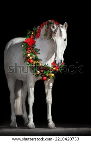 White horse with christmas decoration on black background