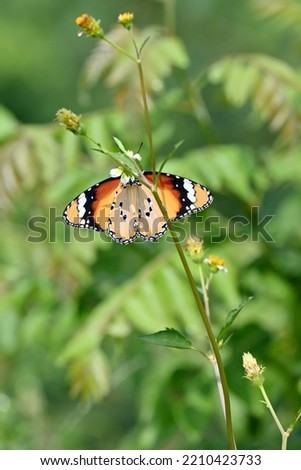 closeup the beautiful orange black color butterfly hold on the white yellow wild flower with plant soft focus natural green brown background.